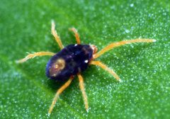 CSIRO ScienceImage 20 Penthaleus major The Blue Oat Mite by division, CSIRO. Used under a CC BY 3.0 license.