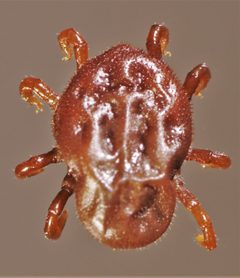 Otobius-megnini-argasid-tick-nymph by Daktaridudu. Used under a CC BY-SA 4.0 license.
