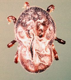 Otobius-megnini-nymph by Alan R Walker. Used under a CC BY-SA 3.0 license.
