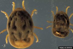 Otobius megnini by Mat Pound-USDA Agricultural Research Service Country-United States. Used under a CC BY 3.0 us license.