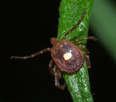 Amblyomma americanum P1000705a by 
xpda. Used under a CC BY-SA 4.0 license.