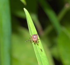 Amblyomma americanum P1210450b by 
xpda. Used under a CC BY-SA 4.0 license.