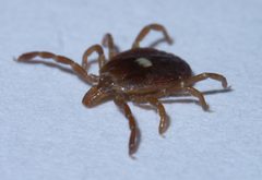 Amblyomma americanum P1570964a by 
xpda. Used under a CC BY-SA 4.0 license.