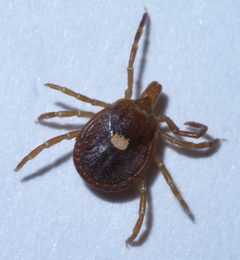 Amblyomma americanum P1570980a by 
xpda. Used under a CC BY-SA 4.0 license.