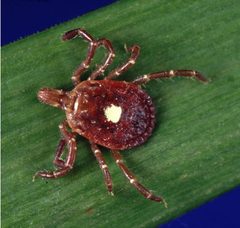 Amblyomma americanum tick by Photo Credit: James Gathany
Content Providers(s): CDC/ Michael L. Levin, Ph. D.. Used under a Public domain license.