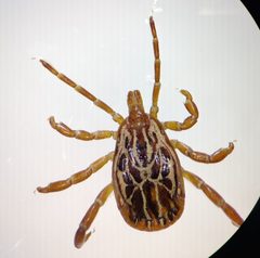 Amblyomma maculatum male by Egyptiankitty590. Used under a CC BY-SA 4.0 license.