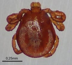 Dermacentor albipictus larva by Emily S. Chenery. Used under a CC BY 4.0 license.