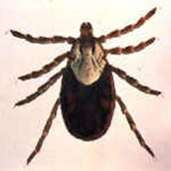 Dermacentor andersoni by Centers for Desease and Prevention, part of Department of Health and Human Services. Used under a Public domain license.