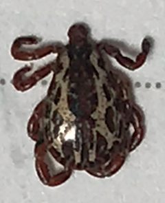 Dermacentor Variabilis Male by Scirocco6. Used under a CC BY-SA 4.0 license.