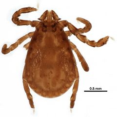 Haemaphysalis leporispalustris by CBG Photography Group, Centre for Biodiversity Genomics. Used under a CC0 license.