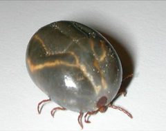 Haemaphysalis longicornis 1 by Commonsource. Used under a CC BY 3.0 license.