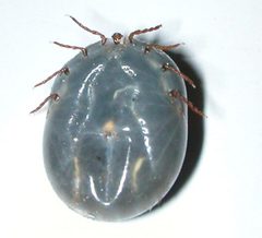 Haemaphysalis longicornis 2 by Commonsource. Used under a CC BY 3.0 license.
