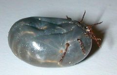 Haemaphysalis longicornis 3 by Commonsource. Used under a CC BY 3.0 license.