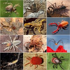 Arachnida collage by Lucarelli
Maximilian Paradiz
Jorge Armín Escalante Pasos
Marshal Hedin
Bernard DUPONT
Cavexplorer
Chantelle Bosch
Rosa Fernández, Gonzalo Giribet, P. Naskrecki, Jaroslav Smrž, Ľubomír Kováč, 	Charles J. Sharp
Jaromír Mikeš, Alena Lukešová
Kurt Kulac
Kaldari. Used under a CC BY-SA 4.0 license.