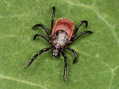 Ixodes pacificus 01 by Kaldari. Used under a CC0 license.