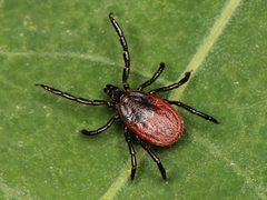 Ixodes pacificus 02 by Kaldari. Used under a CC0 license.