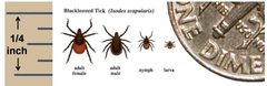 Deer tick Ixodes scapularis by US federal government Center for Disease Control (CDC). Used under a Public domain license.