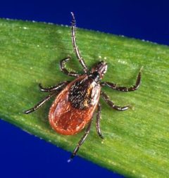 Ixodes scapularis by Content Provider(s) : CDC/ Michael L. Levin, Ph. D. Photo Credit : Jim Gathany. Used under a Public domain license.