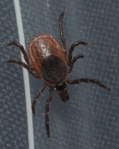 Ixodes scapularis P1170300a by 
xpda. Used under a CC BY-SA 4.0 license.
