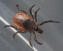 Ixodes scapularis P1170301a by 
xpda. Used under a CC BY-SA 4.0 license.