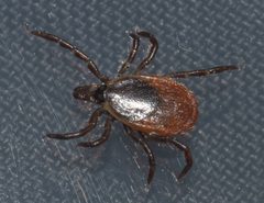 Ixodes scapularis P1170302a by 
xpda. Used under a CC BY-SA 4.0 license.