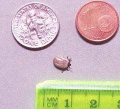Ixodes scapularis engorged by Thomas Hedden. Used under a Public domain license.