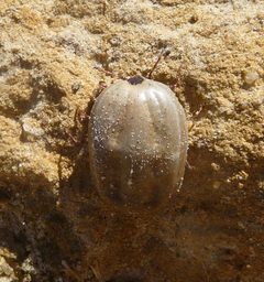 Brown Dog Tick. Rhipicephalus sanguineus - Flickr - gailhampshire by gailhampshire from Cradley, Malvern, U.K. Used under a CC BY 2.0 license.