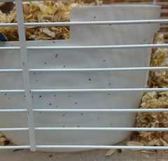 Ornithonyssus bacoti infestation by Assafn. Used under a CC BY-SA 4.0 license.