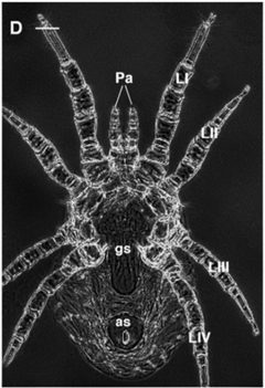 Dermanyssus gallinae femelle by Di Palma et al.;"This is an Open Access article distributed under the terms of the Creative Commons Attribution License (https://creativecommons.org/licenses/by/2.0), which permits unrestricted use, distribution, and reproduction in any medium, provided the original work is properly cited".. Used under a CC BY-SA 2.5 license.