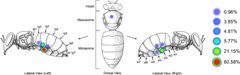 Preferred feeding location of Varroa destructor mites on adult host bees by Samuel D. Ramsey. Used under a CC BY 4.0 license.