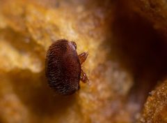 Varroa-destructor by Wasp32. Used under a CC BY 4.0 license.