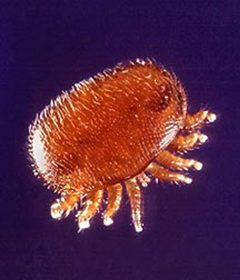 Varroa Mite by wikipedia. Used under a Public domain license.