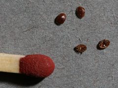 Varroa destructor by No machine-readable author provided. Waugsberg assumed (based on copyright claims).. Used under a CC BY 2.5 license.
