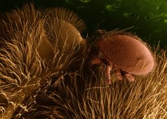 Varroa destructor on honeybee host by Courtesy, Eric Erbe, Christopher Pooley: USDA, ARS, EMU.. Used under a Public domain license.