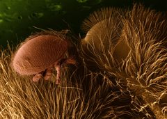 Varroa destructor on honeybee host-inverted by wikipedia. Used under a Cc-by-sa-3.0 license.