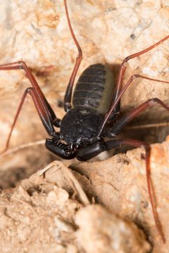 Paraphrynus carolynae 48337793 by Ken-ichi Ueda. Used under a CC BY 4.0 license.