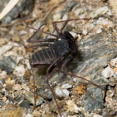 Paraphrynus carolynae 48337807 by Ken-ichi Ueda. Used under a CC BY 4.0 license.