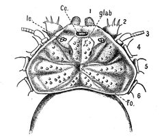 Origin of Vertebrates Fig 107 by Walter Holbrook Gaskell.. Used under a Public domain license.