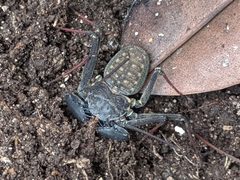 Phrynus marginemaculatus by Alison Northup. Used under a CC BY 4.0 license.