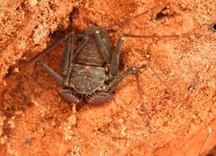 Phrynus operculatus 3360577 by Francisco Farriols Sarabia. Used under a CC BY 4.0 license.