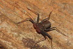 Phrynus operculatus 37816137 by Juan Cruzado Cortés. Used under a CC BY-SA 4.0 license.