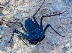 Phrynus operculatus 5614366 by Francisco Farriols Sarabia. Used under a CC BY 4.0 license.