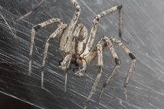 Agelenopsis aperta 2180613 by Juan Cruzado Cortés. Used under a CC BY-SA 4.0 license.