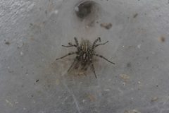Agelenopsis aperta 2304309 by Juan Cruzado Cortés. Used under a CC BY-SA 4.0 license.