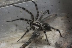 Agelenopsis aperta 2576372 by Juan Cruzado Cortés. Used under a CC BY-SA 4.0 license.