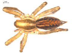 Agelenopsis emertoni by Gergin Blagoev, Biodiversity Institute of Ontario. Used under a CC BY-SA 3.0 license.