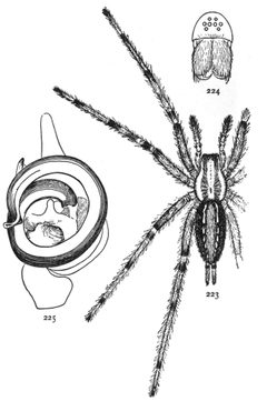 Common Spiders U.S. 223-5 by James Henry Emerton (1847 – 1931). Used under a Public domain license.