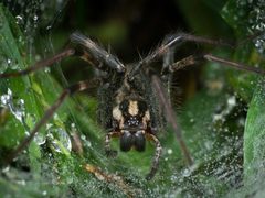 Funnel Web Spider-27527-1 by Ken Thomas. Used under a Public domain license.