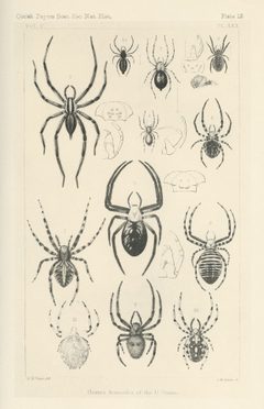 Hentz Plate 12 by Nicholas Marcellus Hentz. Used under a Public domain license.