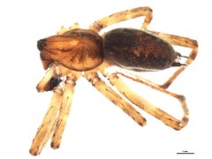 Agelenopsis oregonensis by CBG Photography Group, Centre for Biodiversity Genomics. Used under a CC0 license.